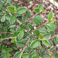 Cotoneaster pleniflorus